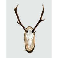 Lesen Skullstore GmbH Bewertungen